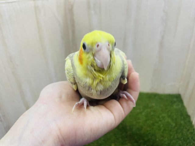オカメインコ