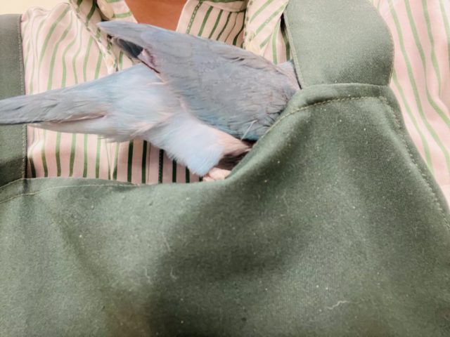 オキナインコ