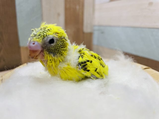 セキセイインコ