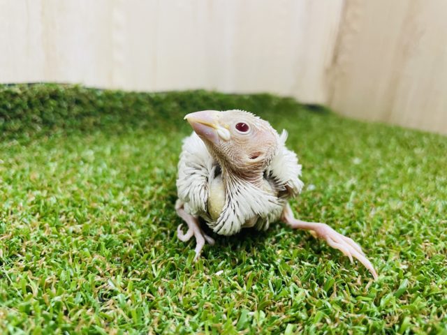 シルバーイノ文鳥