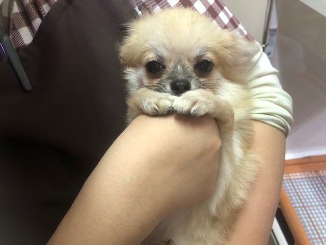 ポメチー（ポメチワ）