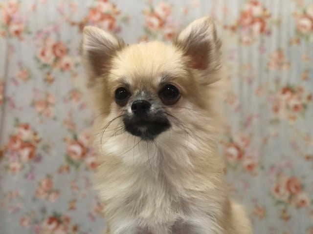 ポメチー（ポメチワ）