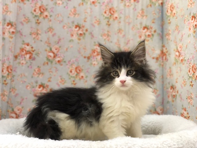 ノルウェージャンフォレストキャット