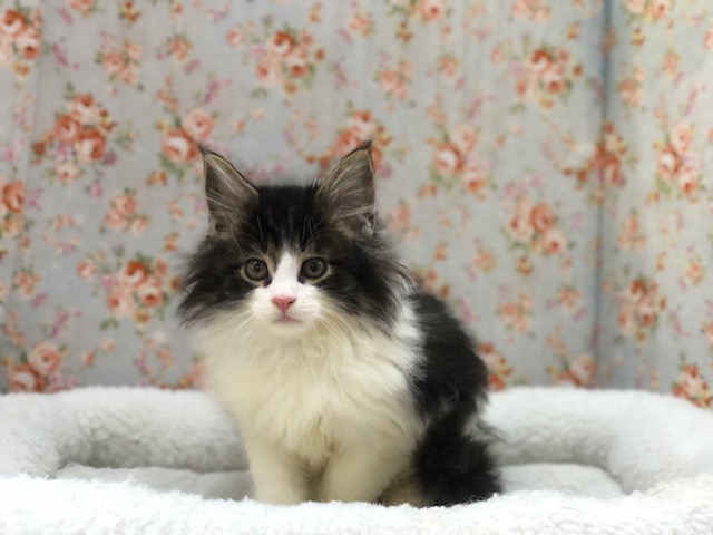 ノルウェージャンフォレストキャット