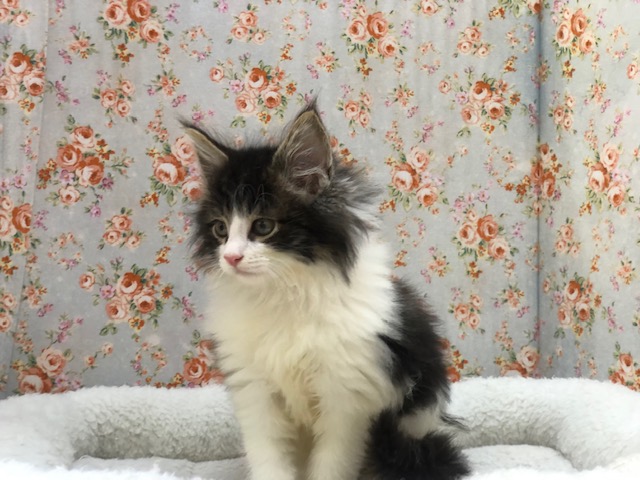 ノルウェージャンフォレストキャット