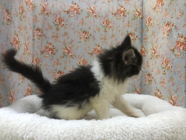 ノルウェージャンフォレストキャット