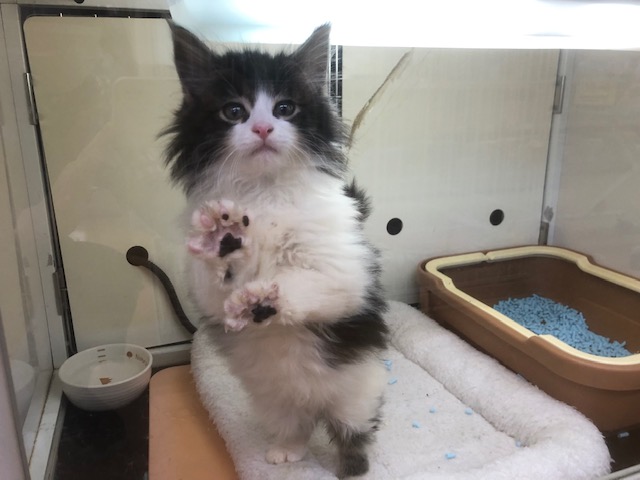 ノルウェージャンフォレストキャット