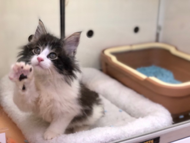 ノルウェージャンフォレストキャット