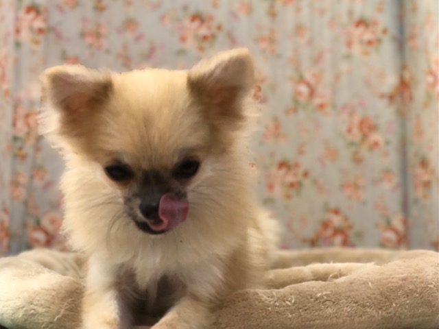 ポメチー（ポメチワ）