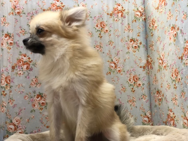 ポメチー（ポメチワ）