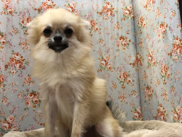 ポメチー（ポメチワ）