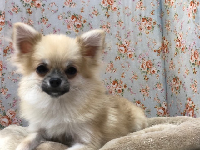 ポメチー（ポメチワ）