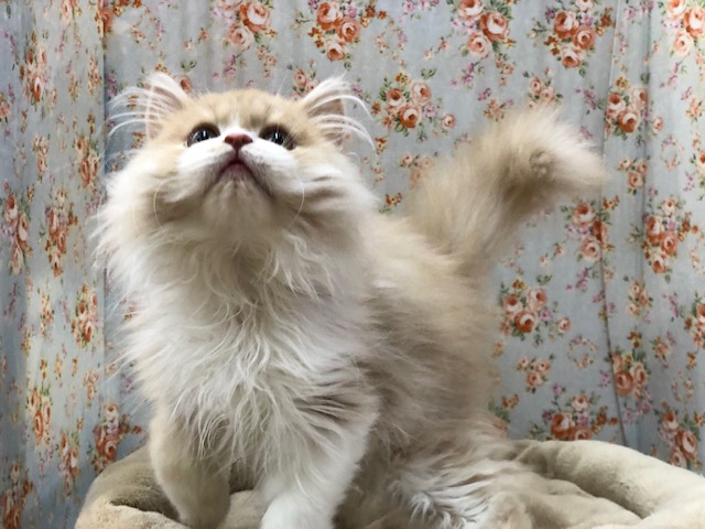 スコティッシュフォールド