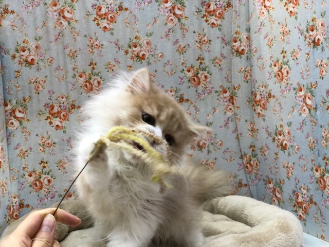 スコティッシュフォールド