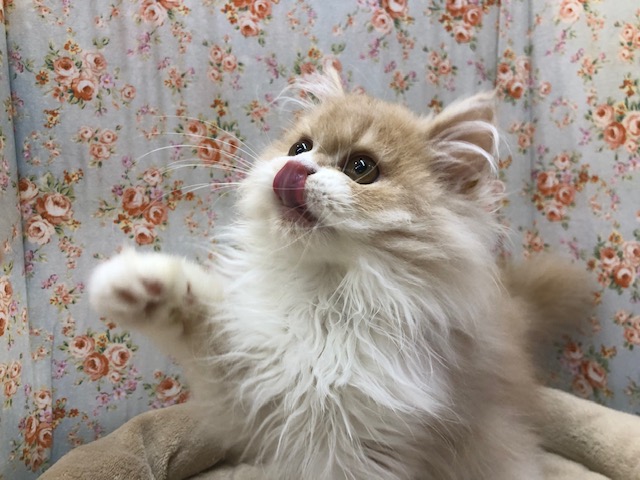 スコティッシュフォールド