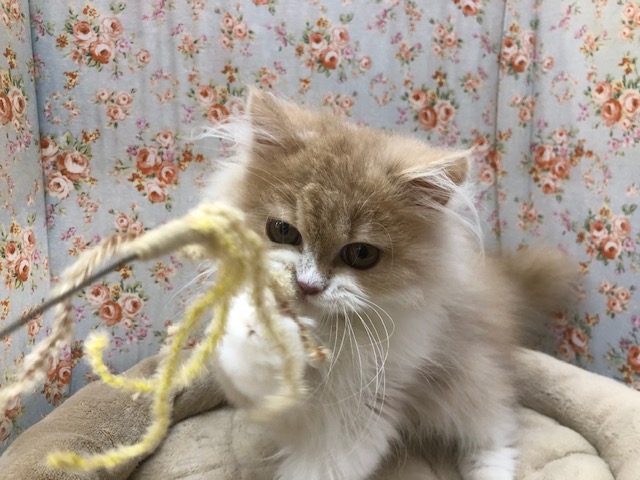 スコティッシュフォールド