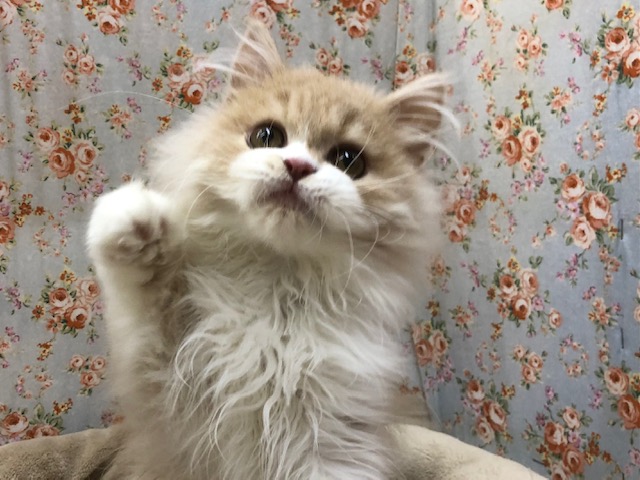 スコティッシュフォールド