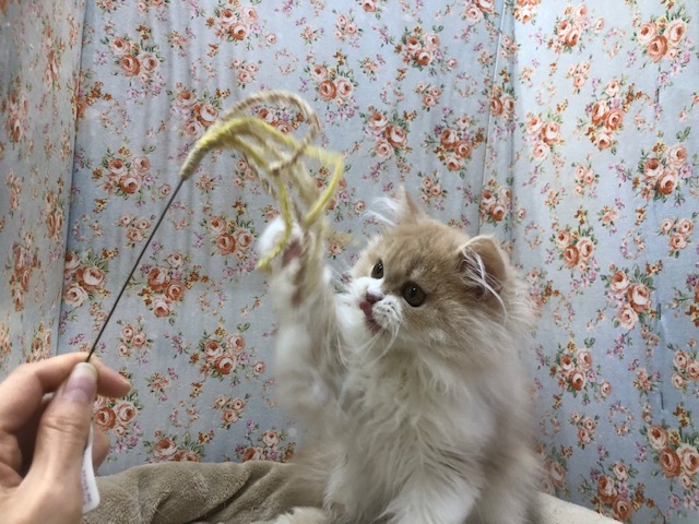 スコティッシュフォールド