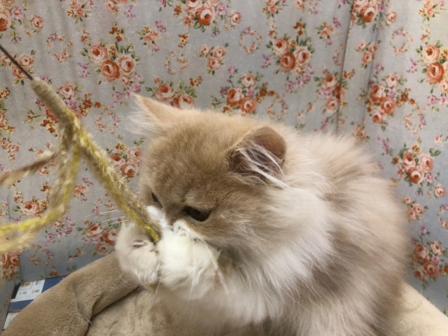 スコティッシュフォールド