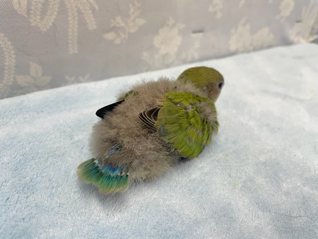 コザクラインコ（小桜インコ）