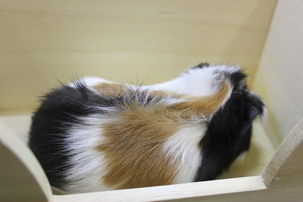 クレステッドモルモット