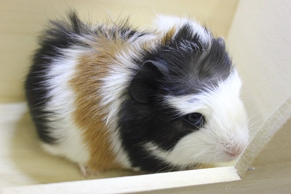 クレステッドモルモット