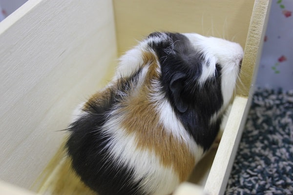 クレステッドモルモット