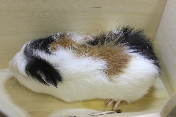 クレステッドモルモット