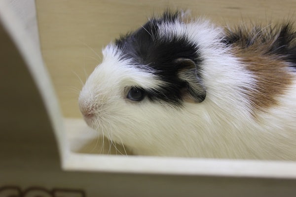 クレステッドモルモット