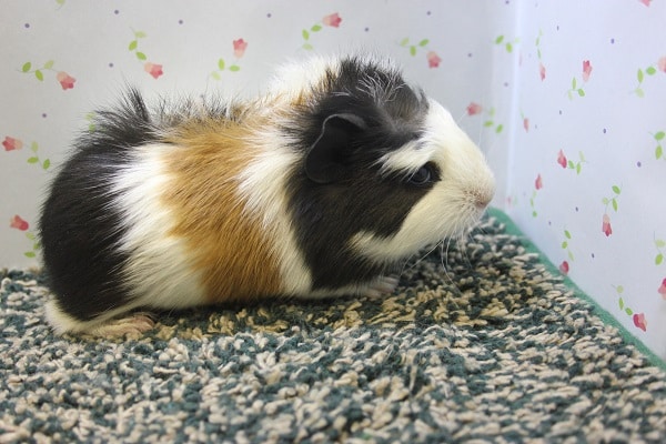 クレステッドモルモット