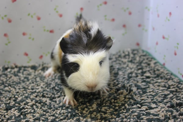 クレステッドモルモット