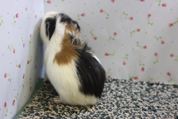 クレステッドモルモット