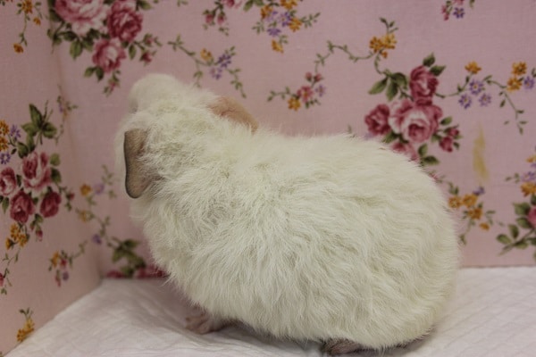 テディモルモット