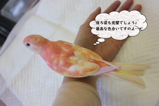 アキクサインコ（秋草インコ）