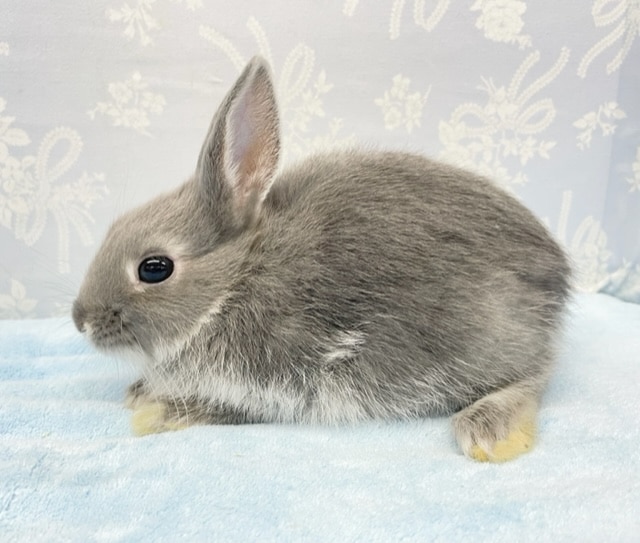 ネザーランドドワーフ