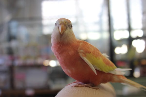 アキクサインコ（秋草インコ）