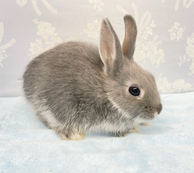 ネザーランドドワーフ