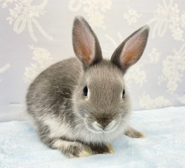 ネザーランドドワーフ