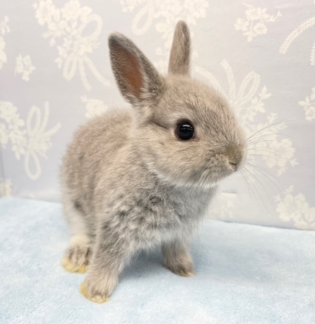 ネザーランドドワーフ