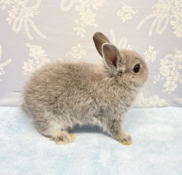 ネザーランドドワーフ