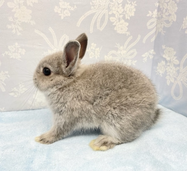 ネザーランドドワーフ