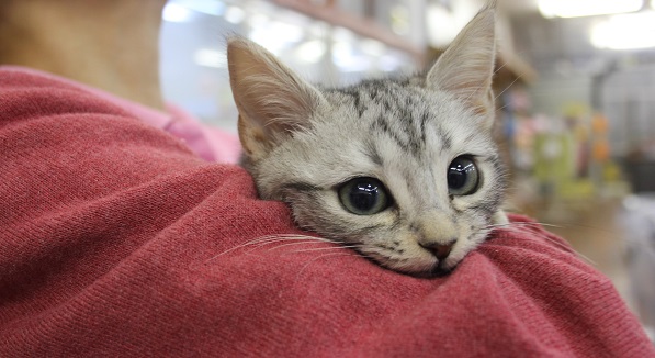 スコティッシュフォールド