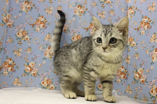 スコティッシュフォールド