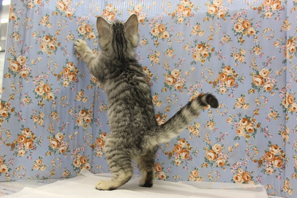 スコティッシュフォールド