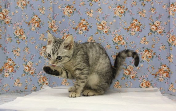 スコティッシュフォールド