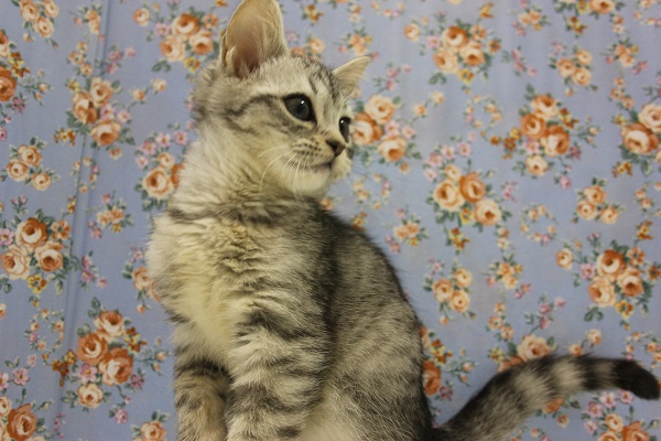 スコティッシュフォールド