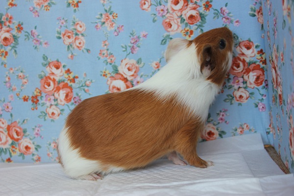 イングリッシュモルモット