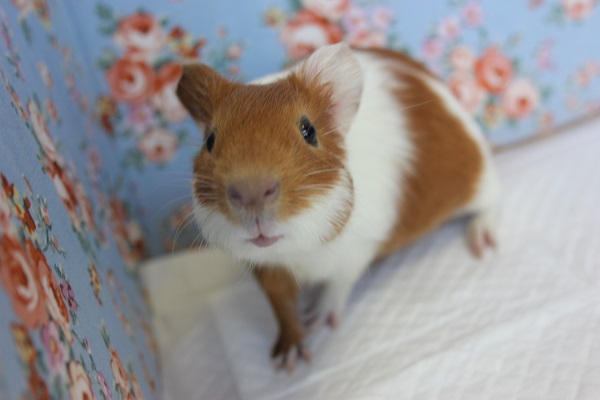 イングリッシュモルモット