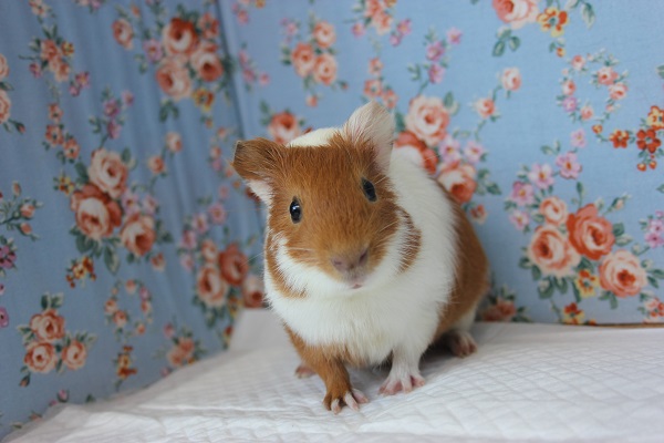 イングリッシュモルモット