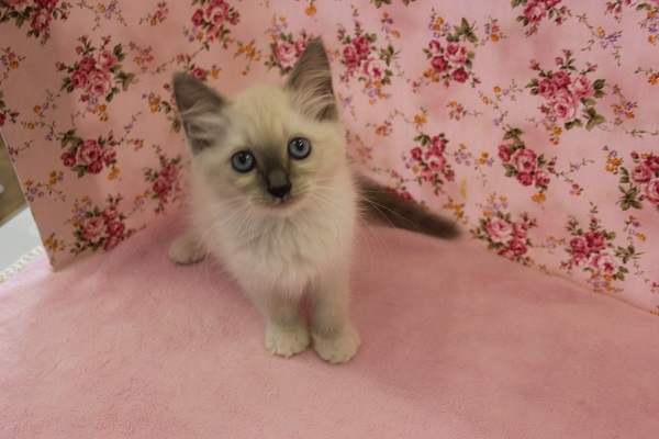 気品溢れる…べっぴんラグドールちゃん女のコ💛♀ ラグドール